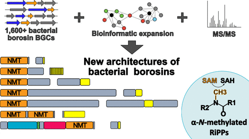 Diverse Protein Architectures And α-N-Methylation Patterns Define Split ...