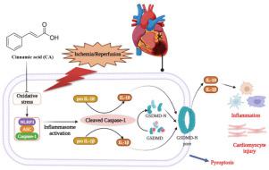 肉桂酸通过抑制 NLRP3/Caspase-1/GSDMD 信号通路预防心肌缺血/再灌注损伤,Phytomedicine - X-MOL
