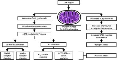 回顾：缺氧耐受背景下线粒体的历史与展望,Comparative Biochemistry And Physiology B ...