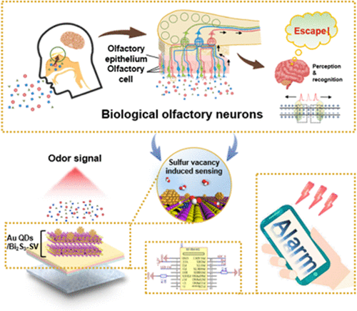 High-Performance Wearable Sensor Inspired By The Neuron Conduction ...