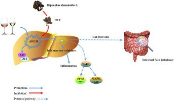 Protective Effect Of Flavonoids Extract Of Hippophae Rhamnoides L. On ...