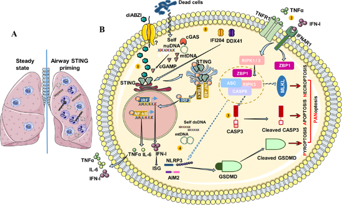 STING Agonist DiABZI Induces PANoptosis And DNA Mediated Acute ...