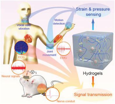 Highly Stretchable Hydrogels As Wearable And Implantable Sensors For ...