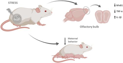 妊娠应激改变哺乳小鼠嗅球中的母体行为和炎症标志物,International 
