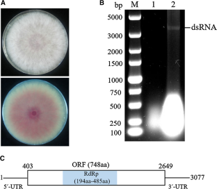 Characterization Of A Novel Mitovirus Isolated From The Phytopathogenic ...