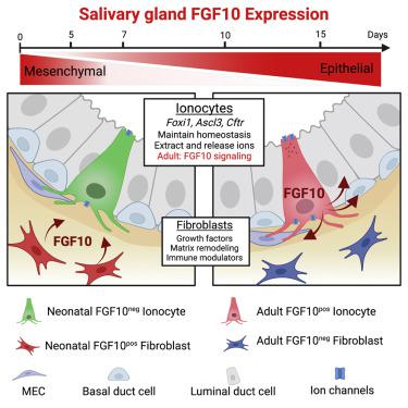 Fgf10表达中的间充质到上皮转换指定了唾液腺中进化保守的离子细胞群 