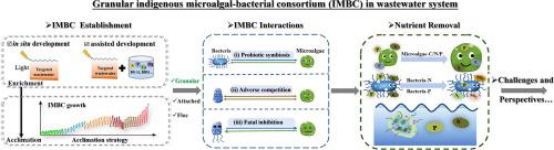 Granular indigenous microalgal-bacterial consortium for wastewater ...