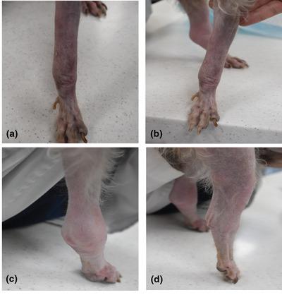 贵宾犬多重自身免疫综合征疑似病例 Veterinary Medicine And Science X Mol