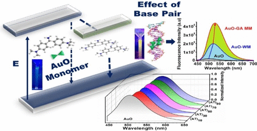 通过改变dna 组成对荧光分子转子金胺o 光物理性质的dna 模板调制 The Journal Of Physical Chemistry B X Mol