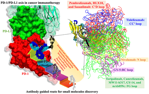 Traversing Through The Dynamic Proteinprotein Interaction Landscape And Conformational