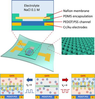 Stretchable And Stable Electrolyte-Gated Organic Electrochemical ...