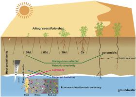 多年生沙漠植物根系相关细菌的多样性、共现模式和群落组装动态 