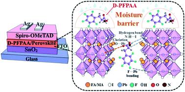 Consolidating A Pb–X Framework Via Multifunctional Passivation With ...