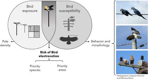 Risk of bird electrocution in power lines: a framework for prioritizing  species and areas for conservation and impact mitigation,Animal Conservation  - X-MOL