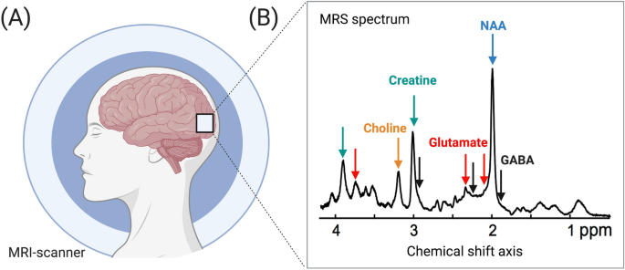 使用磁共振波谱研究人类视觉系统的神经化学,Brain Structure 