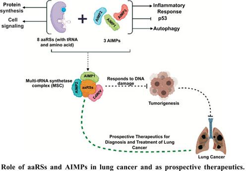 Aminoacyl Trna Synthetases Indispensable Players In Lung Tumorigenesis Protein Peptide