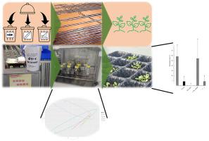 Assessment of using solid residues of fish for treating soil by the ...