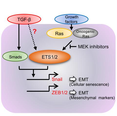 Ets Family Proteins Regulate The EMT Transcription Factors Snail And ...