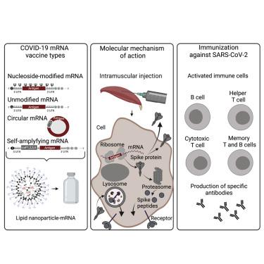 COVID-19 MRNA Vaccines: Platforms And Current Developments,Molecular ...