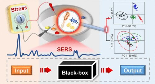 Phenotyping Bacteria through a Black-Box Approach: Amplifying Surface ...