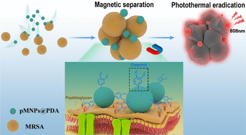 Selective Capture, Separation, And Photothermal Inactivation Of ...