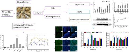 蛏子谷胱甘肽过氧化物酶基因特征及其对氨氮胁迫的响应,Comparative Biochemistry And Physiology B ...