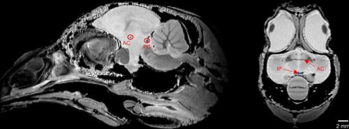 使用11.7 T 超高场扩散MRI 的新型雄性日本鹌鹑结构连接图谱,Brain 