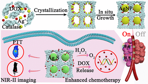 Tumor-Microenvironment-Activated NIR-II Nanotheranostic Platform For ...