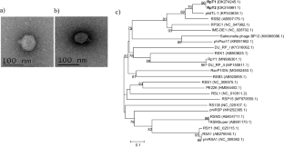 Biocontrol Of Bacterial Wilt In Tomato With A Cocktail Of Lytic ...