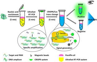 VIR-CRISPR：用于即时 SARS-CoV-2 检测的可视化单管超快 RT-PCR 和 CRISPR 方法,Analytica ...