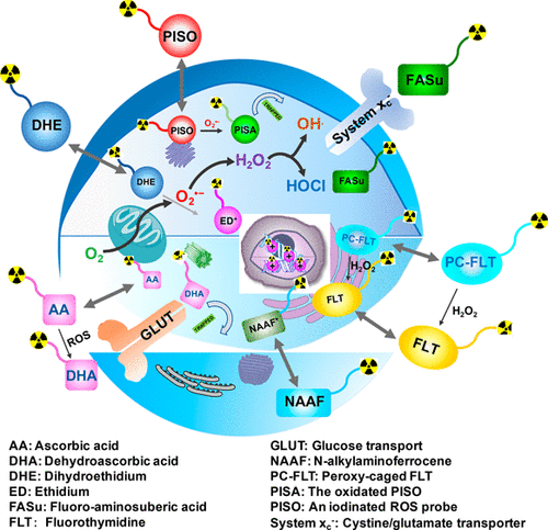 Radiotracers for Nuclear Imaging of Reactive Oxygen Species