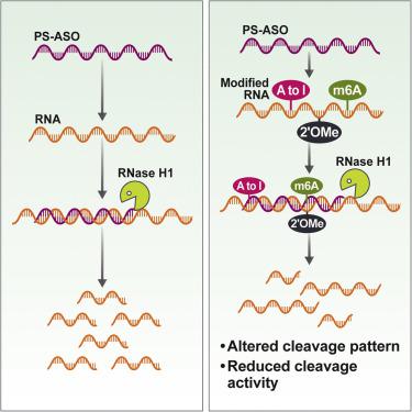 RNA 修饰可以影响 RNase H1 介导的 PS-ASO 活性,Molecular Therapy - Nucleic Acids - X-MOL