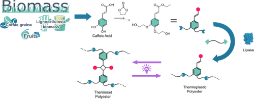 Synthesis Of Bio-Based Photo-Cross-Linkable Polyesters Based On Caffeic ...