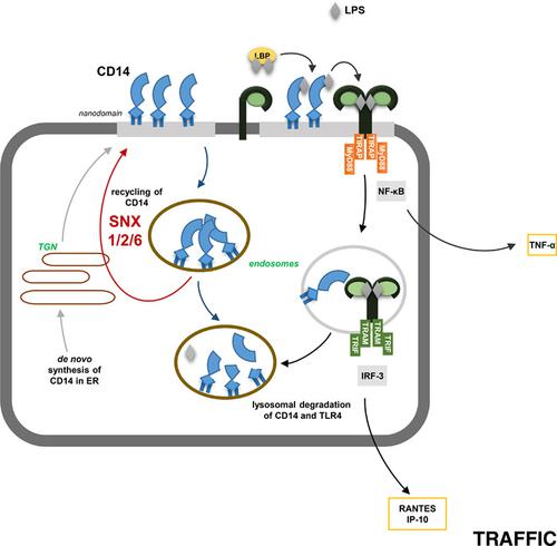 CD14 循环调节LPS 诱导的小鼠巨噬细胞炎症反应,Traffic - X-MOL