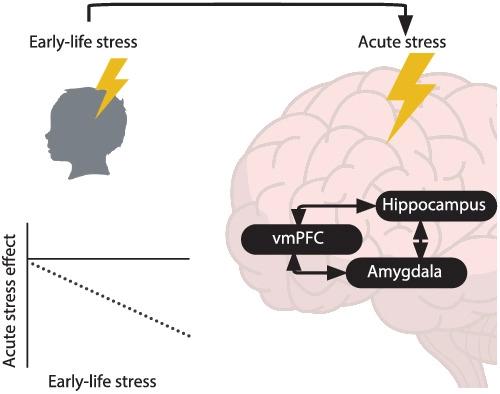 轻微的早期生活压力夸大了急性压力对皮质边缘静息状态功能连接的影响 