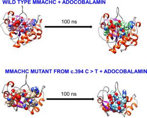 Investigation on a MMACHC mutant from cblC disease: The c.394C>T ...