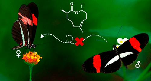 Identification and Synthesis of a Macrolide as an Anti aphrodisiac