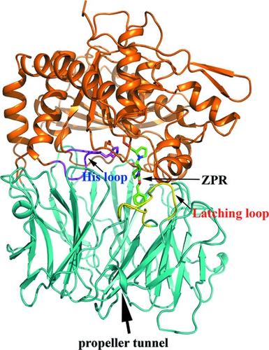 The Structure And Molecular Dynamics Of Prolyl Oligopeptidase From ...