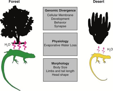 综合遗传学、生理学和形态学研究蜥蜴物种的沙漠适应,Journal of Animal