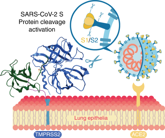 Structure And Activity Of Human Tmprss2 Protease Implicated In Sars Cov 2 Activationnature 0786