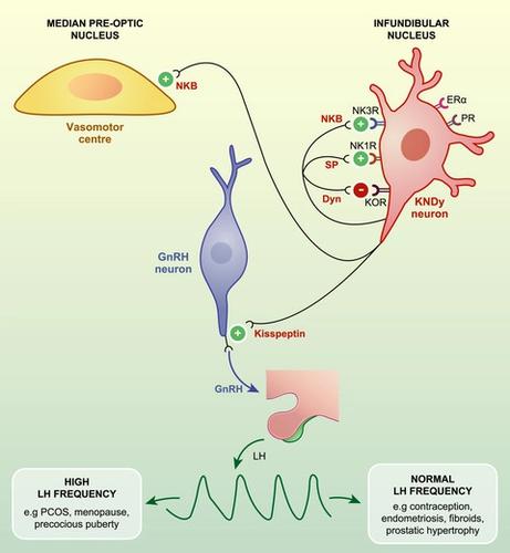 The Roles Of Kisspeptin And Neurokinin B In GnRH Pulse Generation In ...