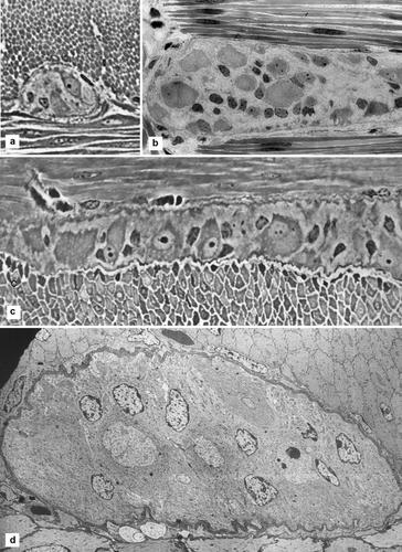 Enteric glia: extent, cohesion, axonal contacts, membrane separations ...