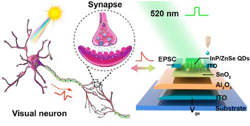 Fully Printed Optoelectronic Synaptic Transistors Based On Quantum Dot ...