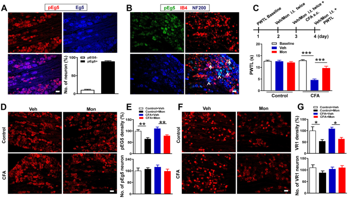 Inhibitions and Down-Regulation of Motor Protein Eg5 Expression in