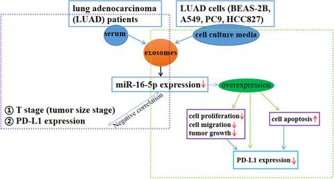 Serum Exosomal MiR-16-5p Functions As A Tumor Inhibitor And A New ...