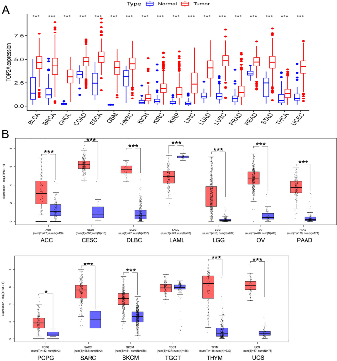 Oncogenic Role And Potential Regulatory Mechanism Of Topoisomerase Ii In A Pan Cancer Analysis