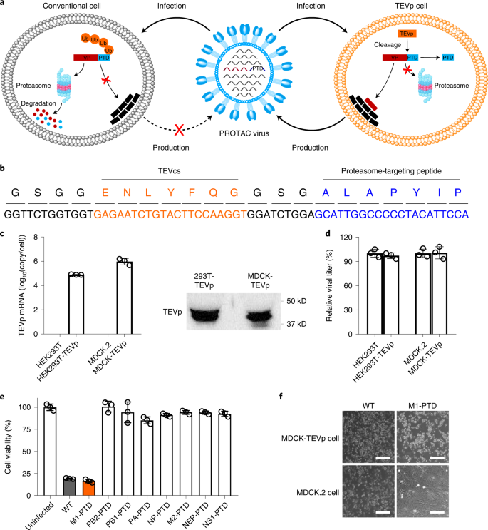 Generation Of A Live Attenuated Influenza A Vaccine By Proteolysis ...