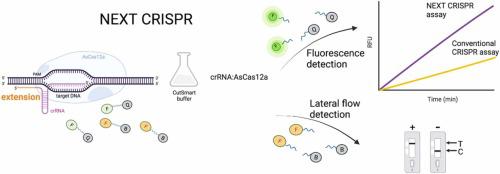 NEXT CRISPR: An Enhanced CRISPR-based Nucleic Acid Biosensing Platform ...