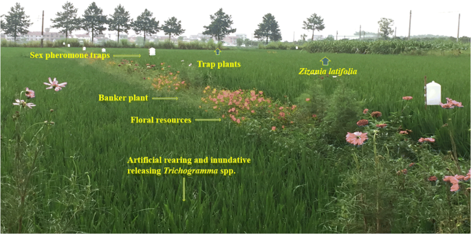 Ecological engineering for rice pest suppression in China. A review ...