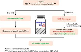 Mannitol hemihydrate in lyophilized protein formulations: Impact 